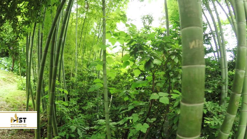باغ گیاهشناسی باتومی