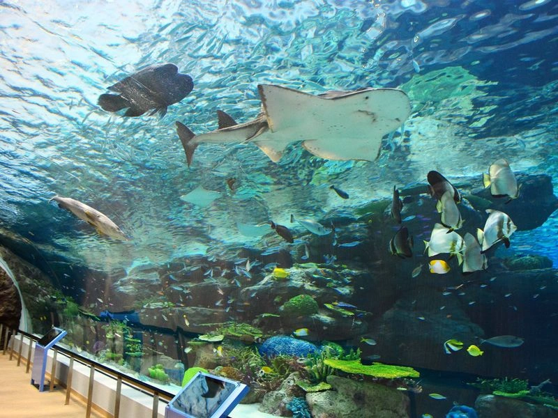 آکواریوم باتومی (Batumi Aquarium)، با فضایی در حدود ۲ هزار متر مربع یکی از دیدنی‌ترین جاهایی است که مسافران می‌توانند در سفر به این شهر از آن دیدن کنند. این مجموعه سعی کرده در یک محیط استاندارد، زیستگاهی برای آبزیان تشکیل دهد که بازدید از آن هم برای کودکان و هم برای بزرگسالان بسیار جذاب خواهد بود.