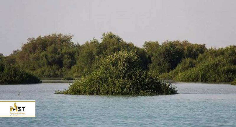 Introduction to hara forests in Qeshm