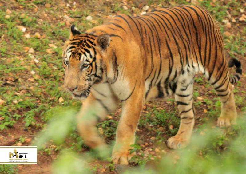 mysore-zoo