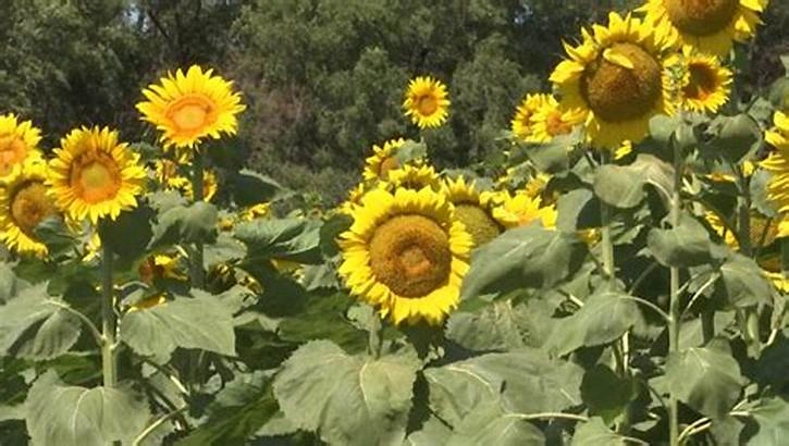 روستای توریان – گورستان‌های قدیمی و مزارع آفتابگردان
