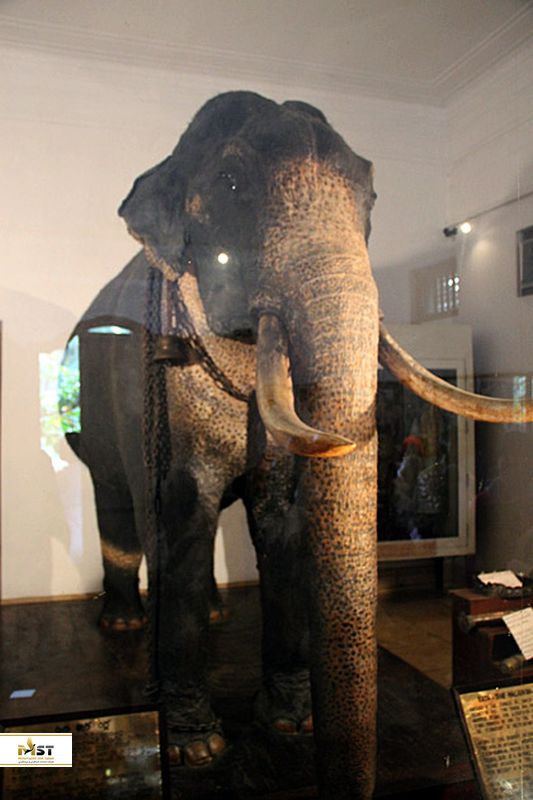 فیل مومیایی شده در معبد دندان مقدس