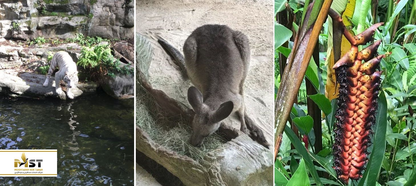 کانگرو‌های باغ وحش سنگاپور