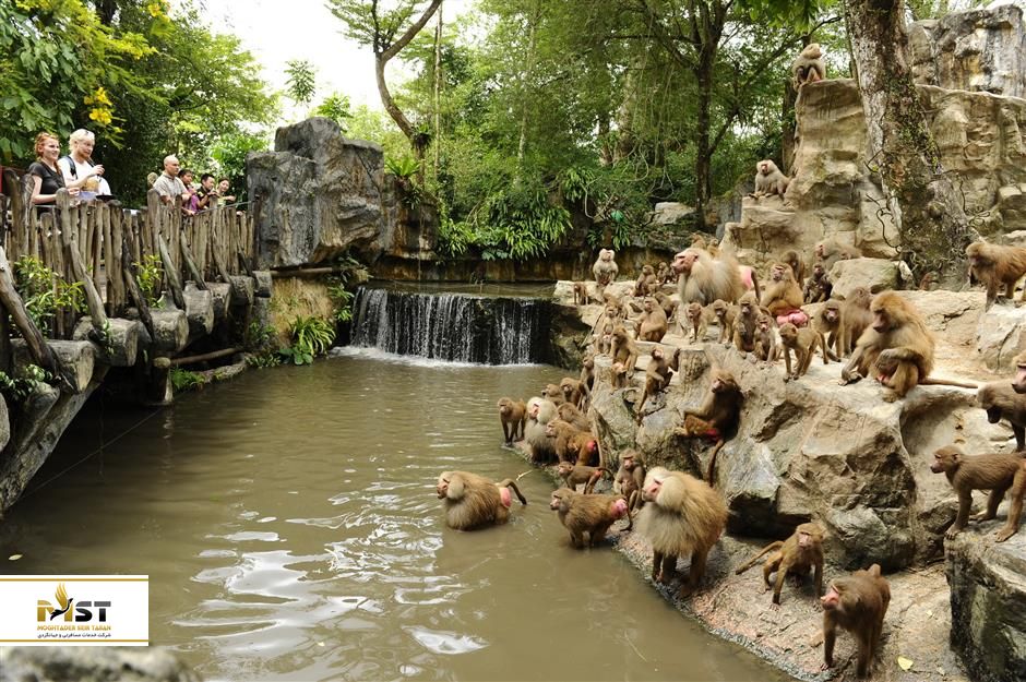 میمون های در باغ وحش سنگاپور