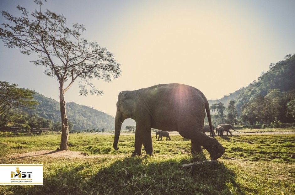 فیل‌های آسیای در تایلند