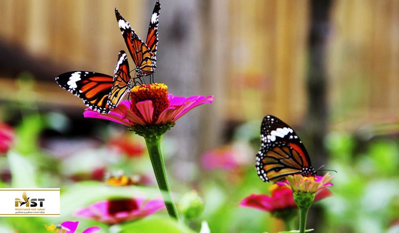 باغ سرپوشیده پروانه‌ها