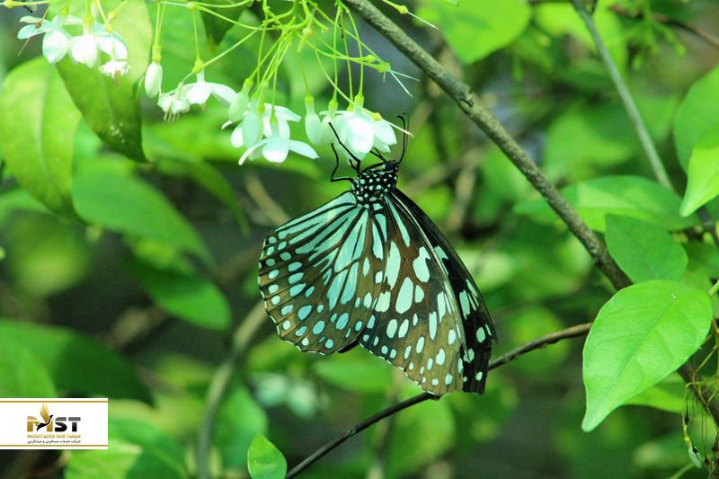 باغ پروانه‌های بانکوک