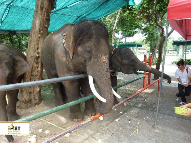  باغ وحش دوزیت بانکوک