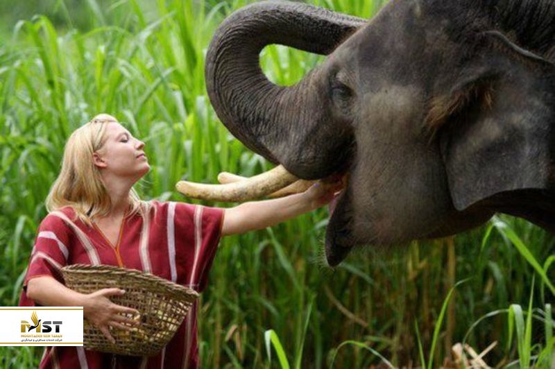 دوستی با فیل ها