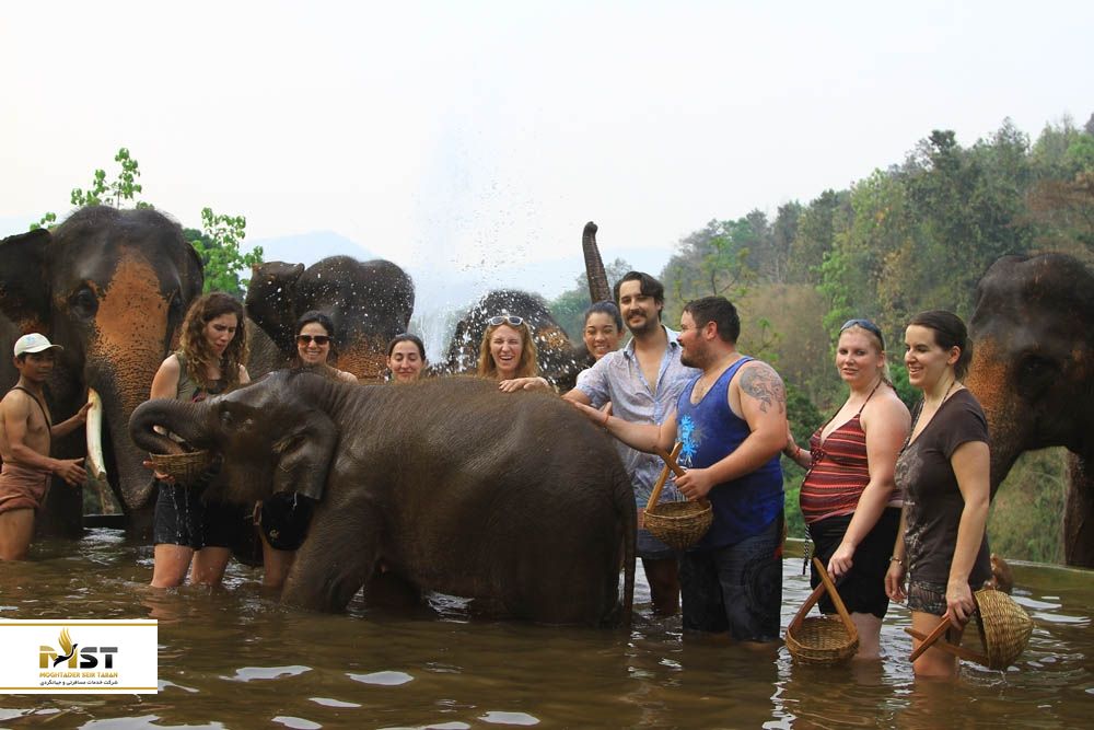 آب بازی با فیل ها