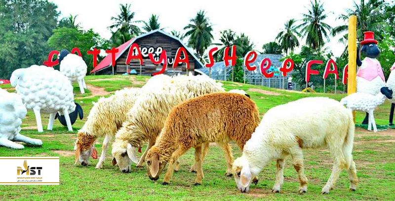 pattaya sheep farm