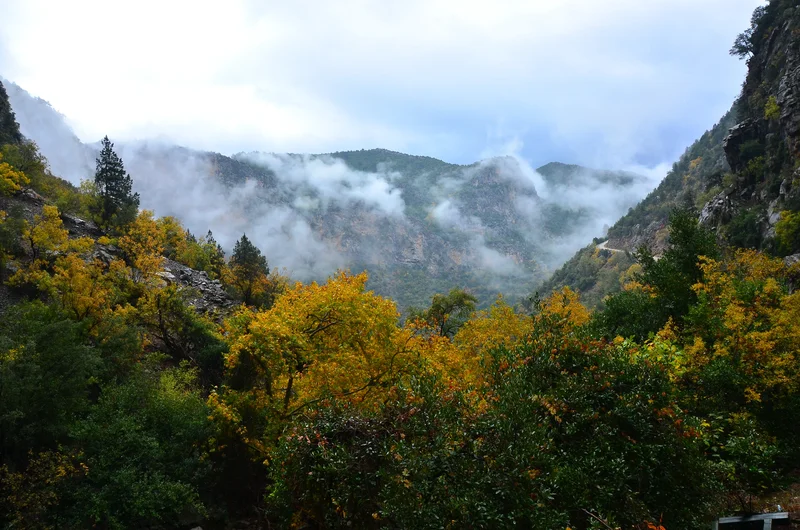 منظره‌ای از درختان کوهستان توروس که در فصل پاییز رو به زردی می‌روند