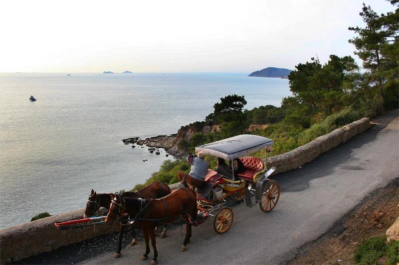 طبیعت بهاری و درختان سبز جزیره