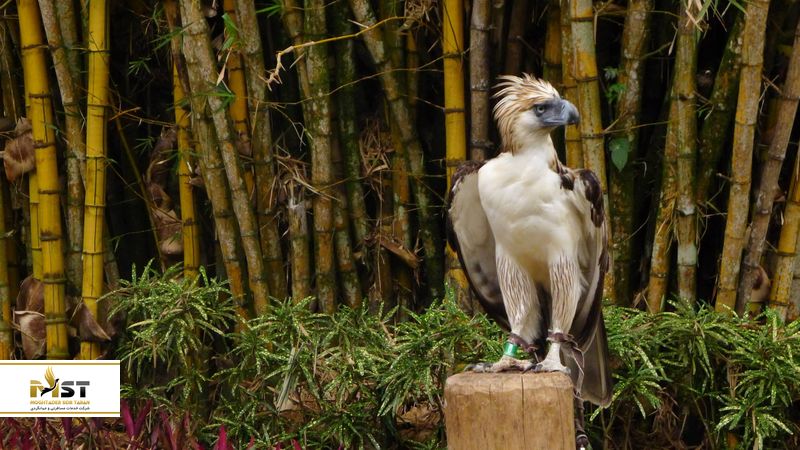 مرکز عقاب فیلیپین