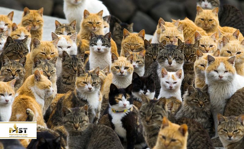 جزیره گربه‌ها در ژاپن